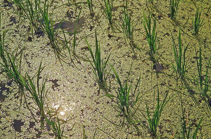 1952-3 Japan 122 Newly Transplanted Rice.jpg